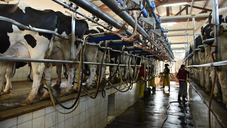 Por la sequía, hay faltante de alimento para vacas en los tambos