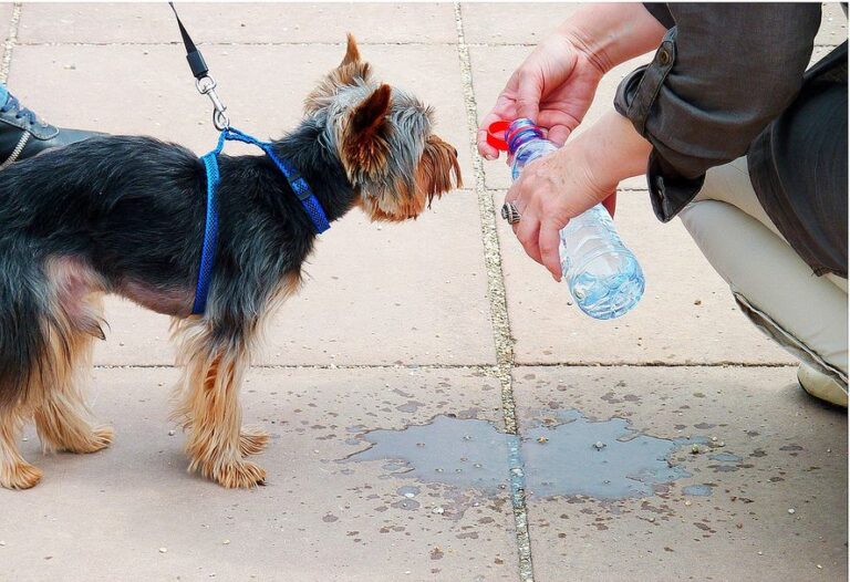 El tiempo: día nublado pero el calor no da tregua