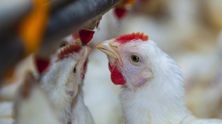 Gripe aviar: productores platenses exigen la aprobación inmediata de una vacuna para frenar la enfermedad