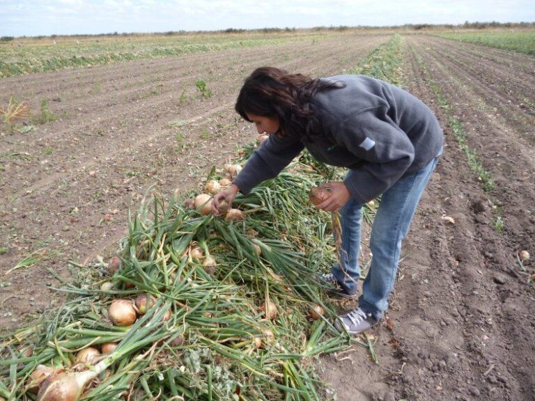 Otorgan subsidios a productores cebolleros
