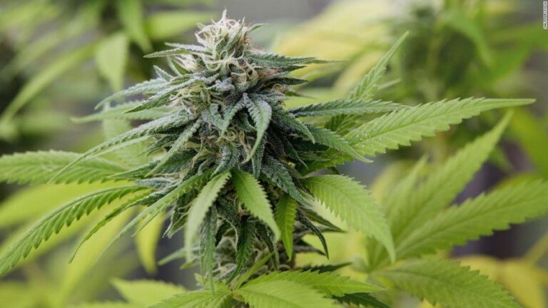 Marihuana: Por qué se celebra hoy el Día Mundial