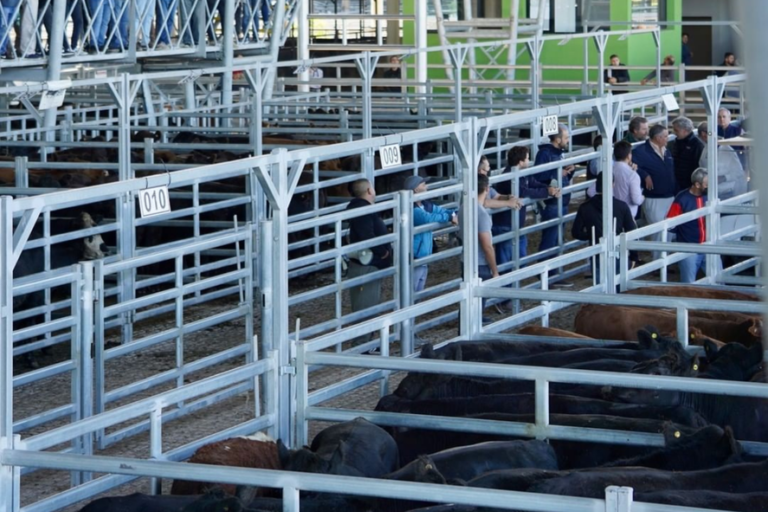 Auspicioso debut del Mercado Agro Ganadero de Cañuelas