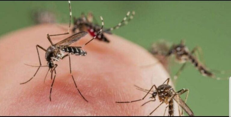 Mosquitos del tamaño de dinosaurios en parte de la Provincia