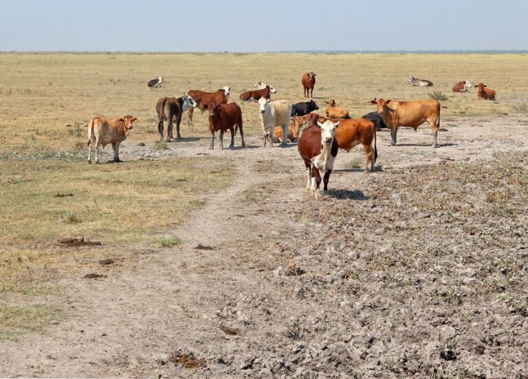 Por la sequía, Nación recomendó prorrogar la emergencia agropecuaria en la Provincia