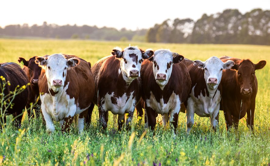 Posible cambio en la calidad de la carne.