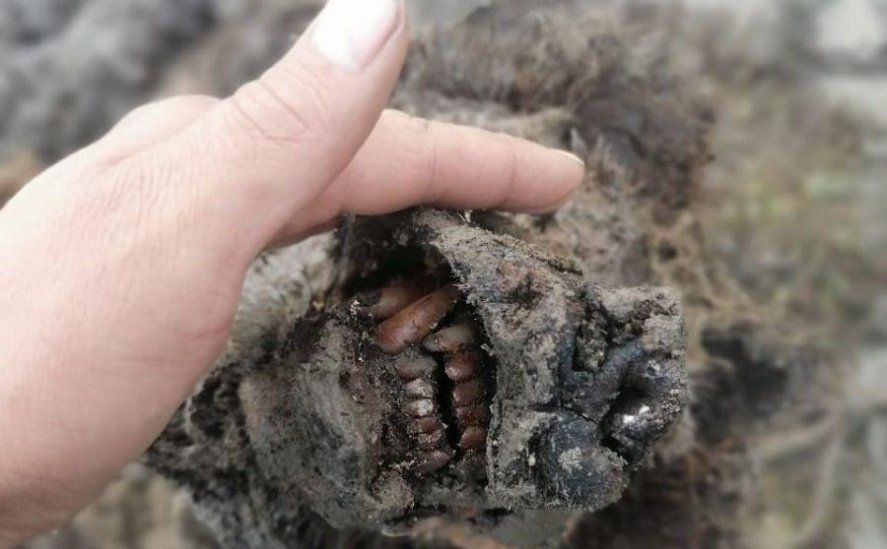 Se trata de los restos de un oso de las cavernas de la Edad de Hielo.