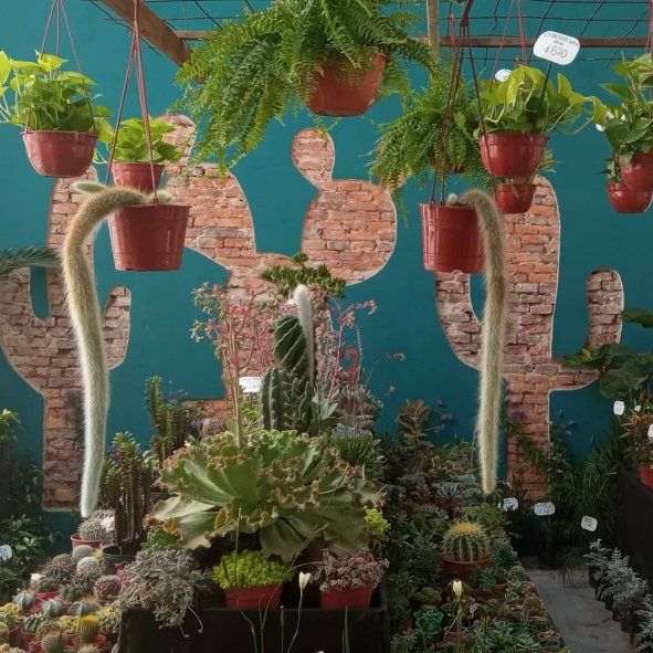 La Plata: Desesperación en un vivero luego de un robo