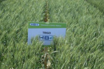 un historico amparo colectivo para frenar el trigo transgenico en la provincia un historico amparo colectivo para frenar el trigo transgenico en la provincia