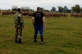 increible: detuvieron a un hombre en ranchos que criaba ciervos y nandues para los cacen