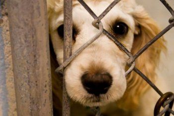 Un veterinario explicó cómo actuar en casos de maltrato animal Un veterinario explicó cómo actuar en casos de maltrato animal