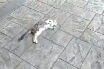 grave: denuncian que envenenan gatos en la estacion del tren de la costa en san isidro