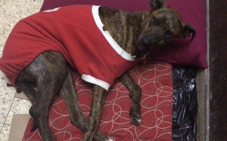 La Plata: un joven baleó a un perro de la calle, le allanaron la casa y lo detuvieron