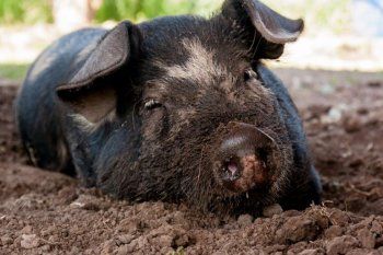 veganos por la liberacion animal: conoce por dentro el primer santuario de la plata