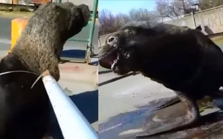 Video: así rescataban a un lobo marino atrapado con una cinta de embalar en Mar del Plata