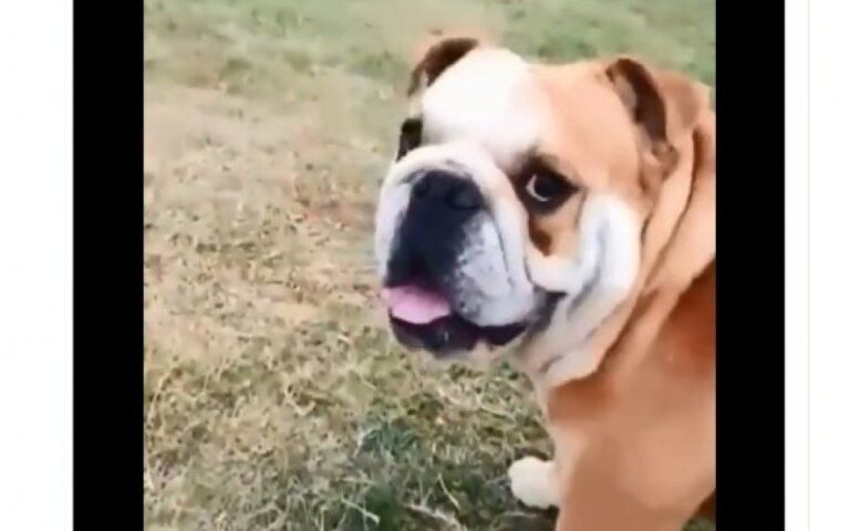 La sorprendente reacción de un perro cuando su dueño le dice que es “feo”