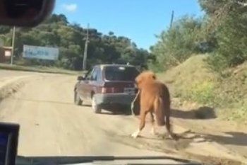 maltrato animal: arrastro con el auto a su caballo hasta dejarlo abatido, lo filmaron y quedo detenido