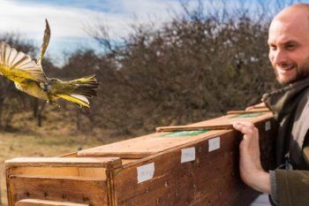 reinsertaron 19 aves en peligro de extincion en su ambiente natural para revertir el trafico ilegal