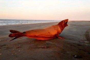 devolvieron a su habitat natural al elefante marino que se habia varado en lezama