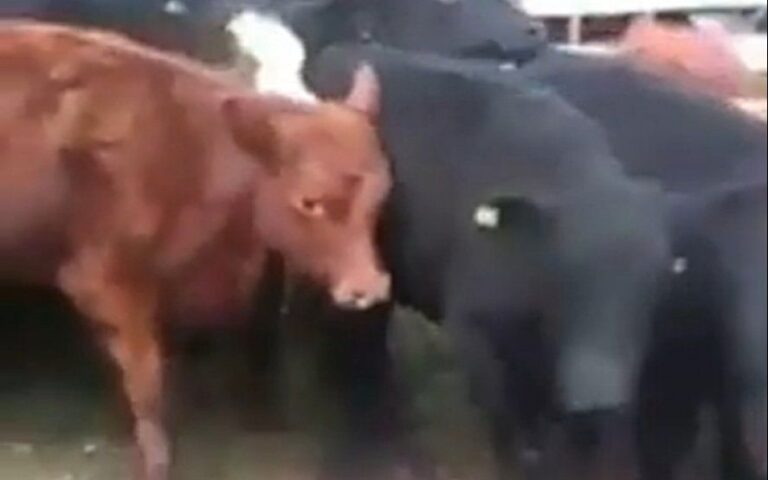 Mirá el video: cayó un rayo en Tapalqué y mató a varios terneros