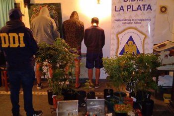 dejo su huella en un auto robado, lo identificaron y cuando allanaron descubrieron un invernaculo de marihuana
