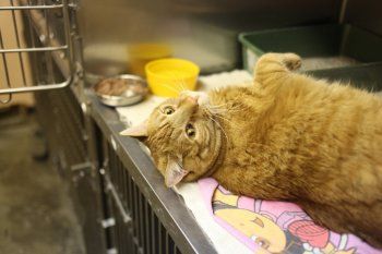 Las vacunas antirrábicas gratuitas pueden encontrarse en 50 veterinarias de La Plata que irán rotando con el avance del programa