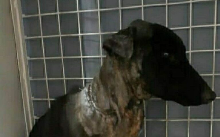 El increíble rescate de “Menta”: una perrita que metió su cabeza en un caño