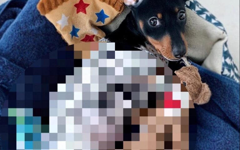 Furor por “Moo”: el mini perro que enternece por su extraño color