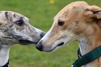 mar del plata: un hombre asesino a dos perros que entraron a su campo