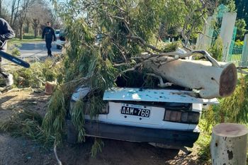 berisso: rescatan a automovilista al que se le cayo encima un arbol
