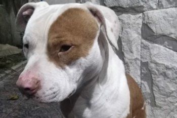 León, el Pitbull de 10 meses, fue robado el 1° de junio último