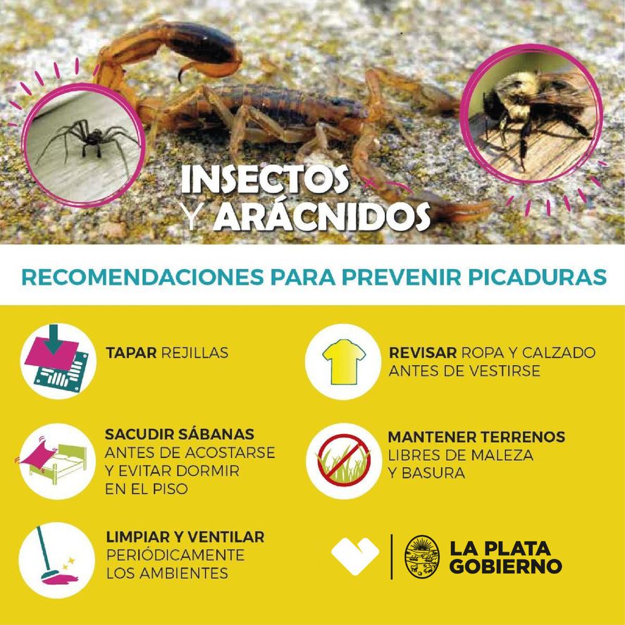 Alacranes y escorpiones proliferan en esta época del año