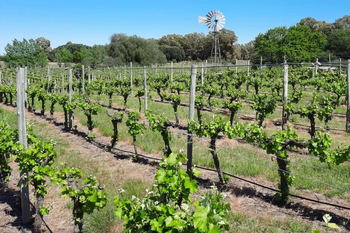 ¿conoces aleste? la bodega que volvio a producir vinos bonaerenses tras decadas de prohibicion