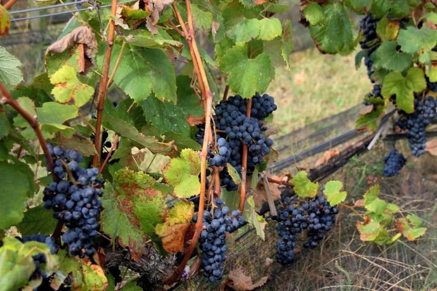 La provincia de Buenos Aires cuenta con bodegas increíbles para recorrer, degustar vinos y realizar actividades durante todo el año.