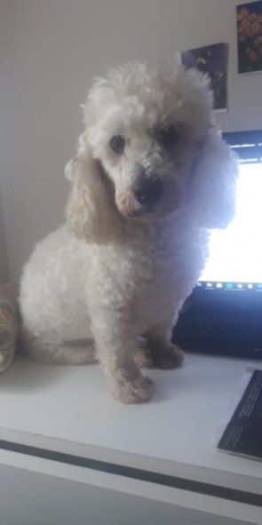 Bonzo protagoniza el tierno hilo de Twitter con mascotas que acompañan a sus dueños en pandemia