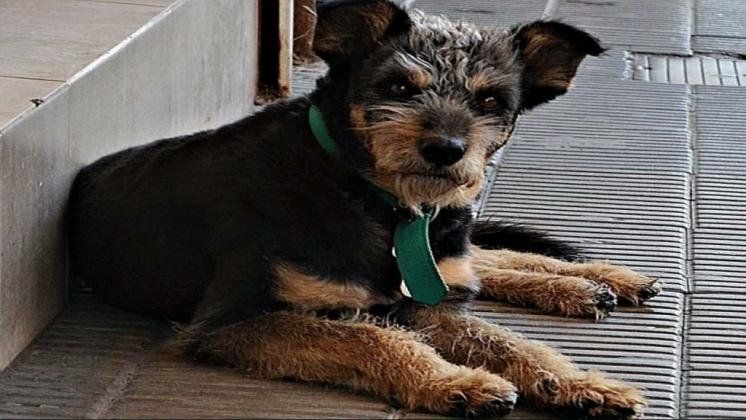 Cachirulo, el perro que inspiró la escultura en Bahía Blanca