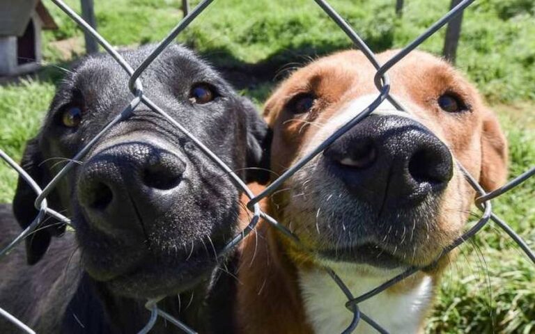 Una ONG de Esteban Echeverría creó la primera plataforma para adoptar animales del país