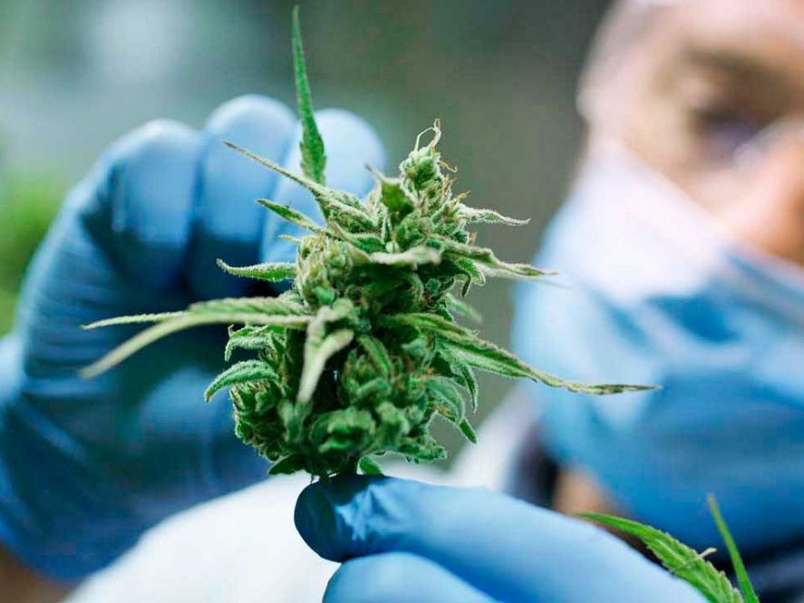 El Ministerio de Salud de la Nación creó una nueva categoría para productos hechos con cannabis