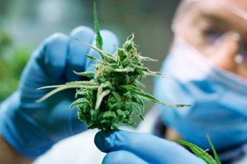 Provincia presentó un proyecto para regular la producción y comercializaciónde cannabis medicinal