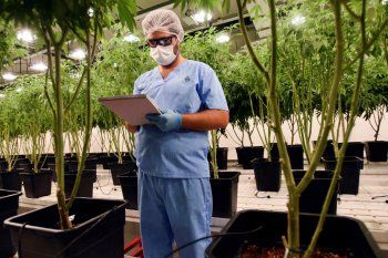Provincia incorpora el aceite de cannabis en hospitales
