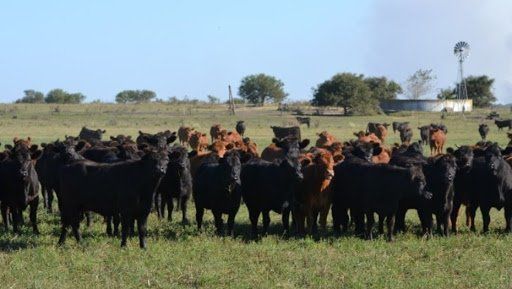 Producción de carne vacuna en el país