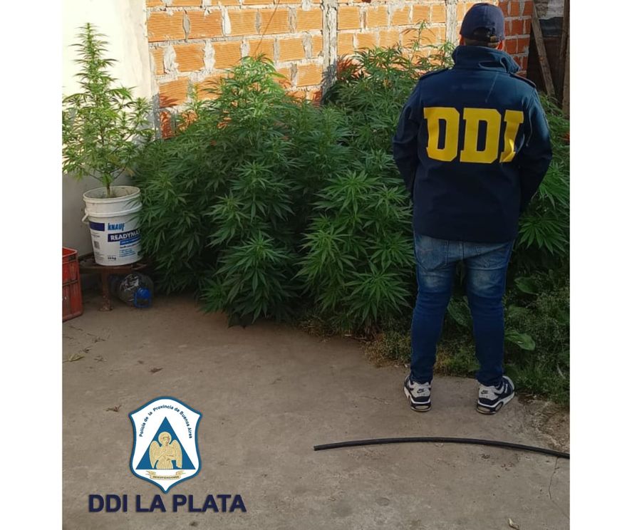 En uno de los registros en los que buscaban a los ladrones hallaron plantas de marihuana