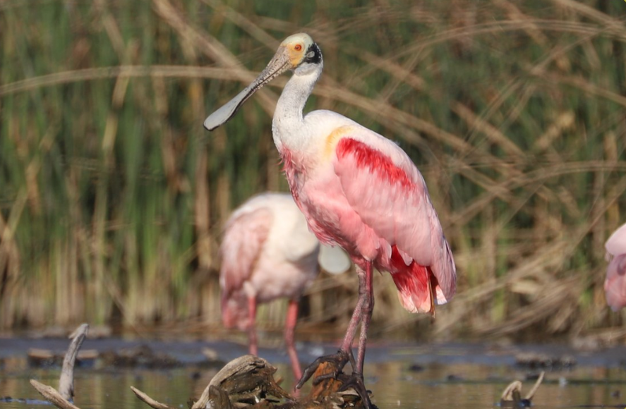 Más de 400 especies de aves que se pueden encontrar en la provincia de Buenos Aires y un municipio quiere elegir al emblema de la región. Más de 400 especies de aves que se pueden encontrar en la provincia de Buenos Aires y un municipio quiere elegir al emblema de la región.