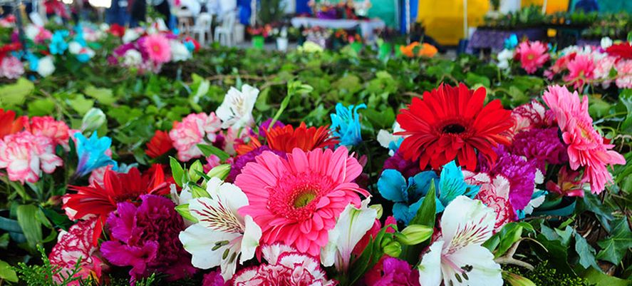 El sábado 2 y domingo 3 de diciembre se realizará la Fiesta de la Flor de Florencio Varela.