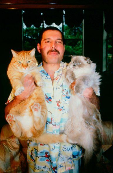 En el Día del Animal, repasamos historias como la de Freddie Mercury y el amor por sus gatos.