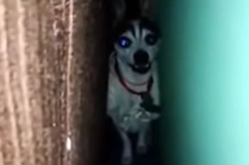 tiktok: hola juan carlos, aparecio el protagonista del meme viral