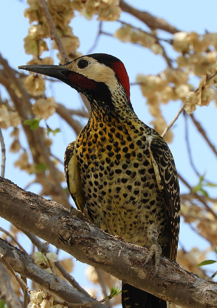 Los estorninos comenzaron a reproducirse antes que las especies nativas, utilizaron tres tipos de cavidades (naturales, de pájaros carpinteros y de Hornero). Los estorninos comenzaron a reproducirse antes que las especies nativas, utilizaron tres tipos de cavidades (naturales, de pájaros carpinteros y de Hornero).