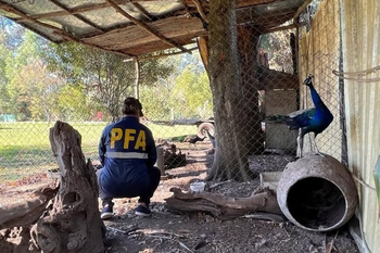 rescatan 19 aves y secuestran 22 mil kilos de marihuana
