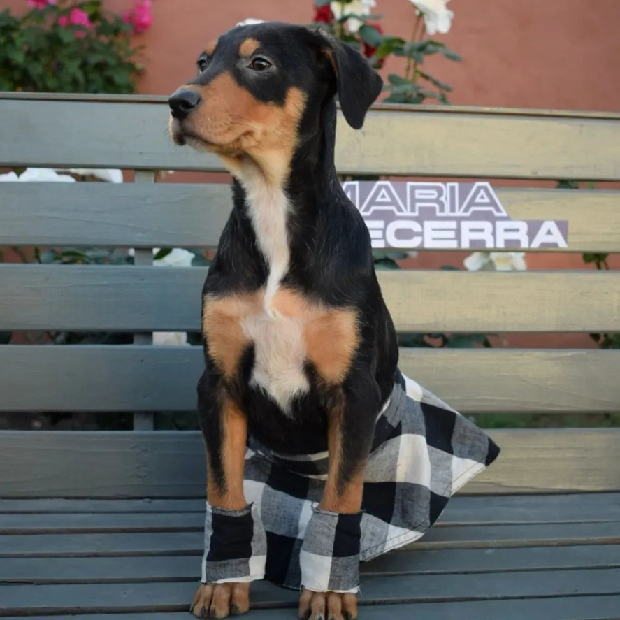Una de las perritas imita el look de María Becerra