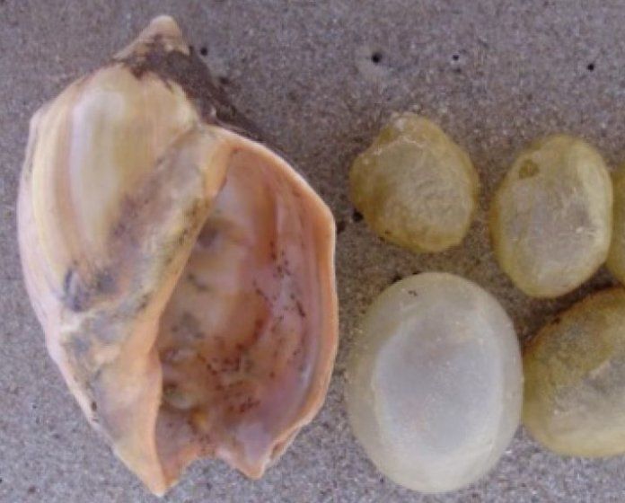 Sorpresa: una playa amaneció cubierta de huevos