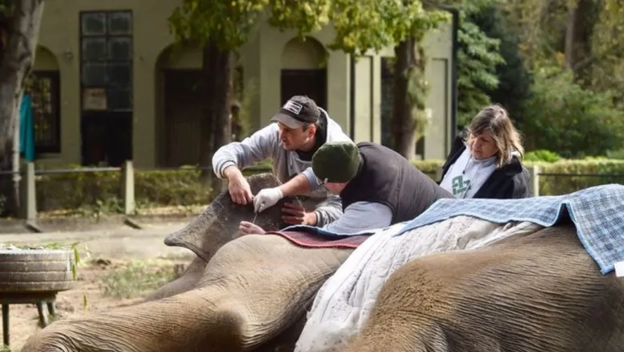 Pelusa, la elefante que falleció en el 2018 en el Bioparque de La Plata. Luego de su muerte cerraron las puertas al público.